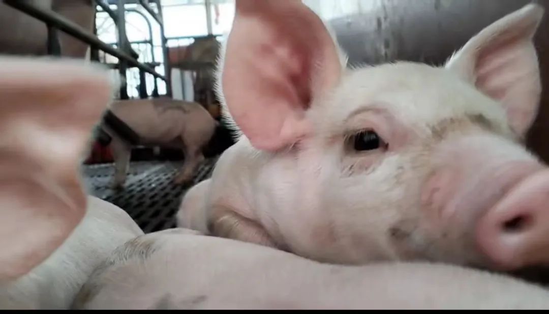 猪厂上班女孩,00后女孩在猪场上班