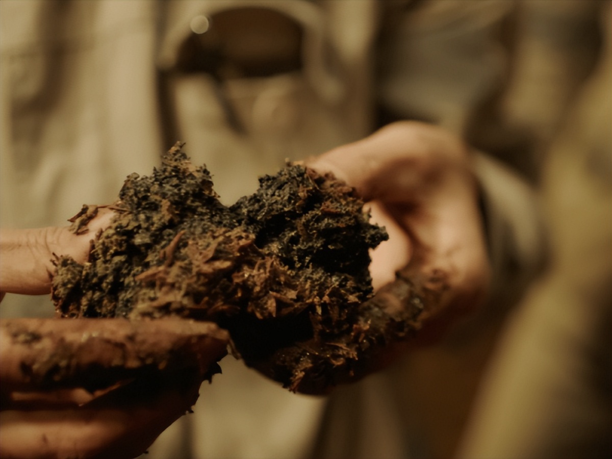 水井坊1号菌群,水井坊一号