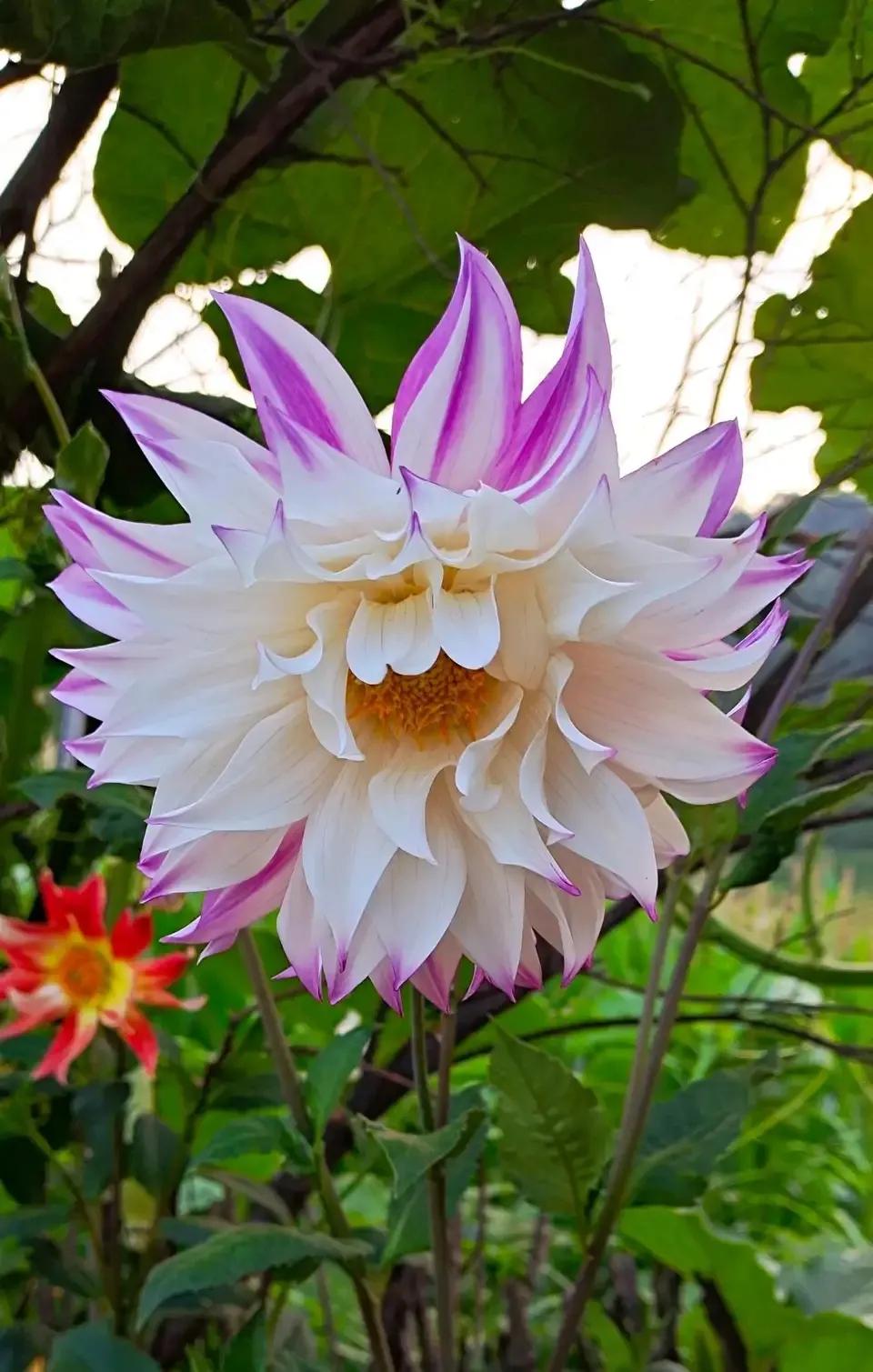 养花大全牡丹花如何养护,4种花好养又漂亮比牡丹美