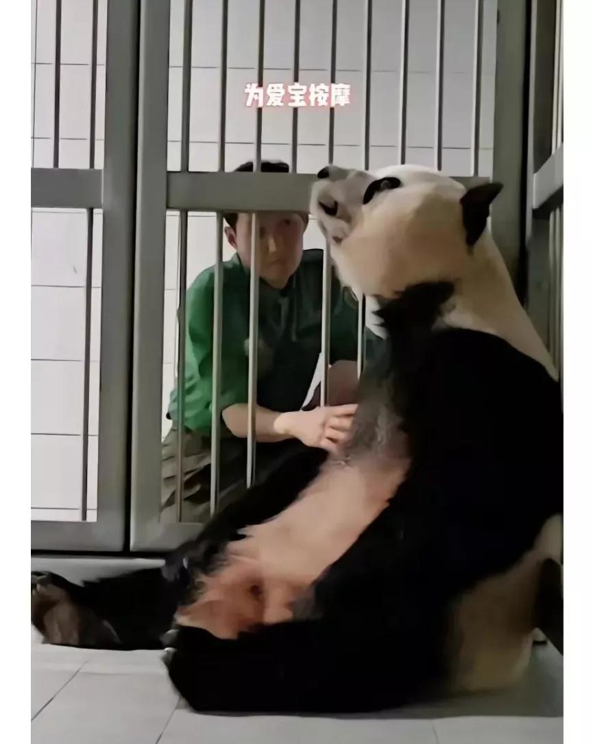 福宝是自然受孕的熊猫宝宝吗,爱宝和福宝自然受孕