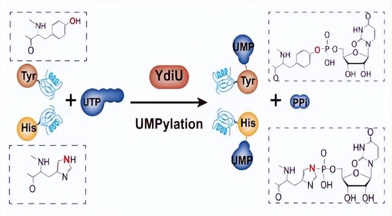 ZIP转运蛋白内部锌摄取的组氨酸突变体细胞活性自我调控机制