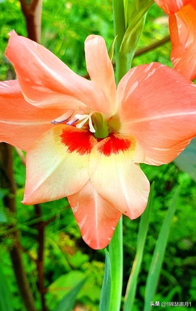 剑兰花最美图片,剑兰花的摄影图片