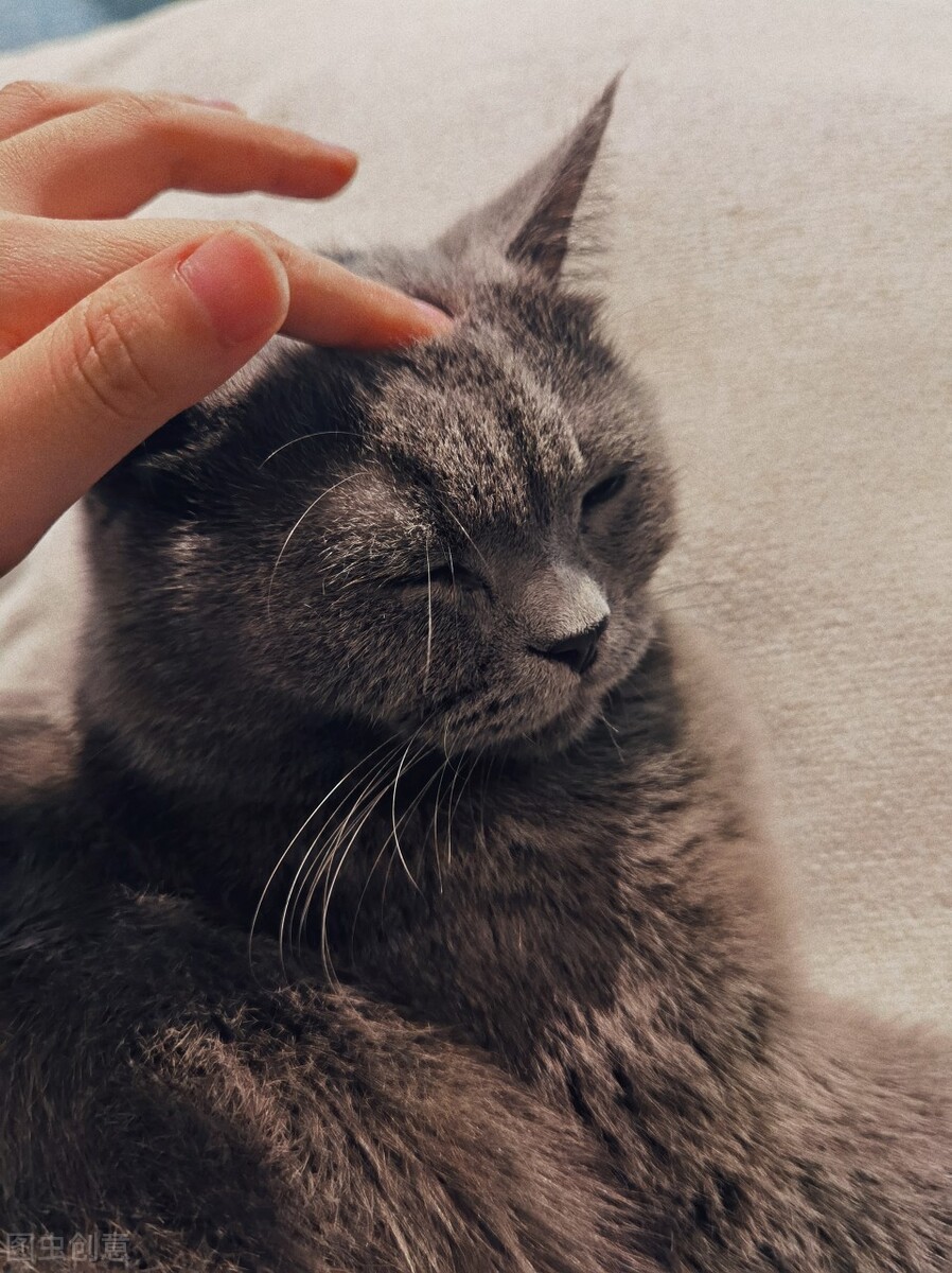 猫长癣怎么办土方法,猫长癣怎么治疗最快