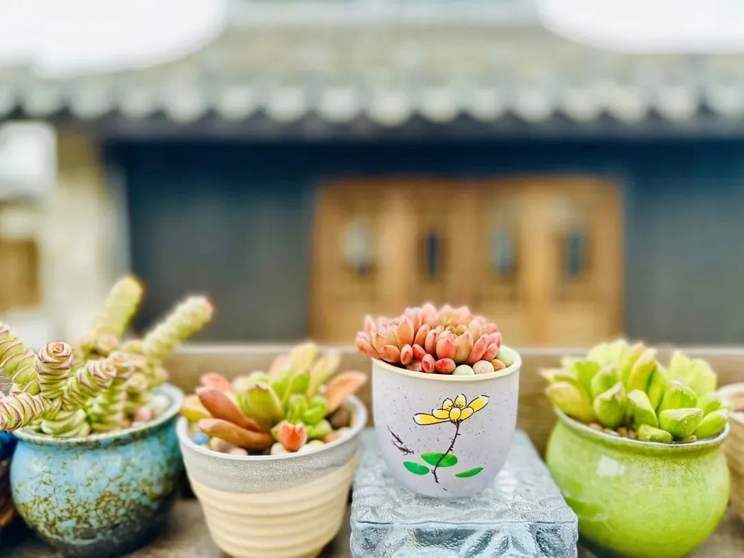 上海青溪古镇和朱家角古镇,冬日的古镇随拍上海市朱家角古镇