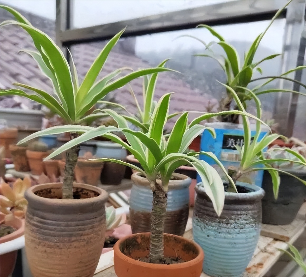 吊兰养活,普通吊兰怎么养才能更旺盛