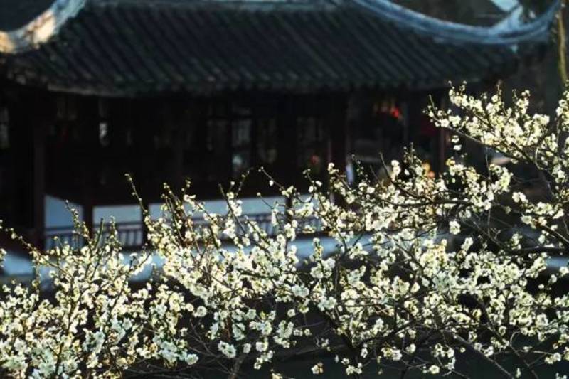中国赏梅好去处苏州赏梅花,苏州十大赏梅胜地你去过几个