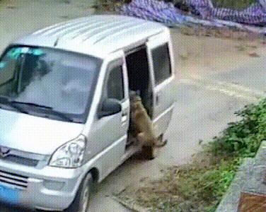 狗被偷狗贼偷了吃了,狗被狗贼偷了