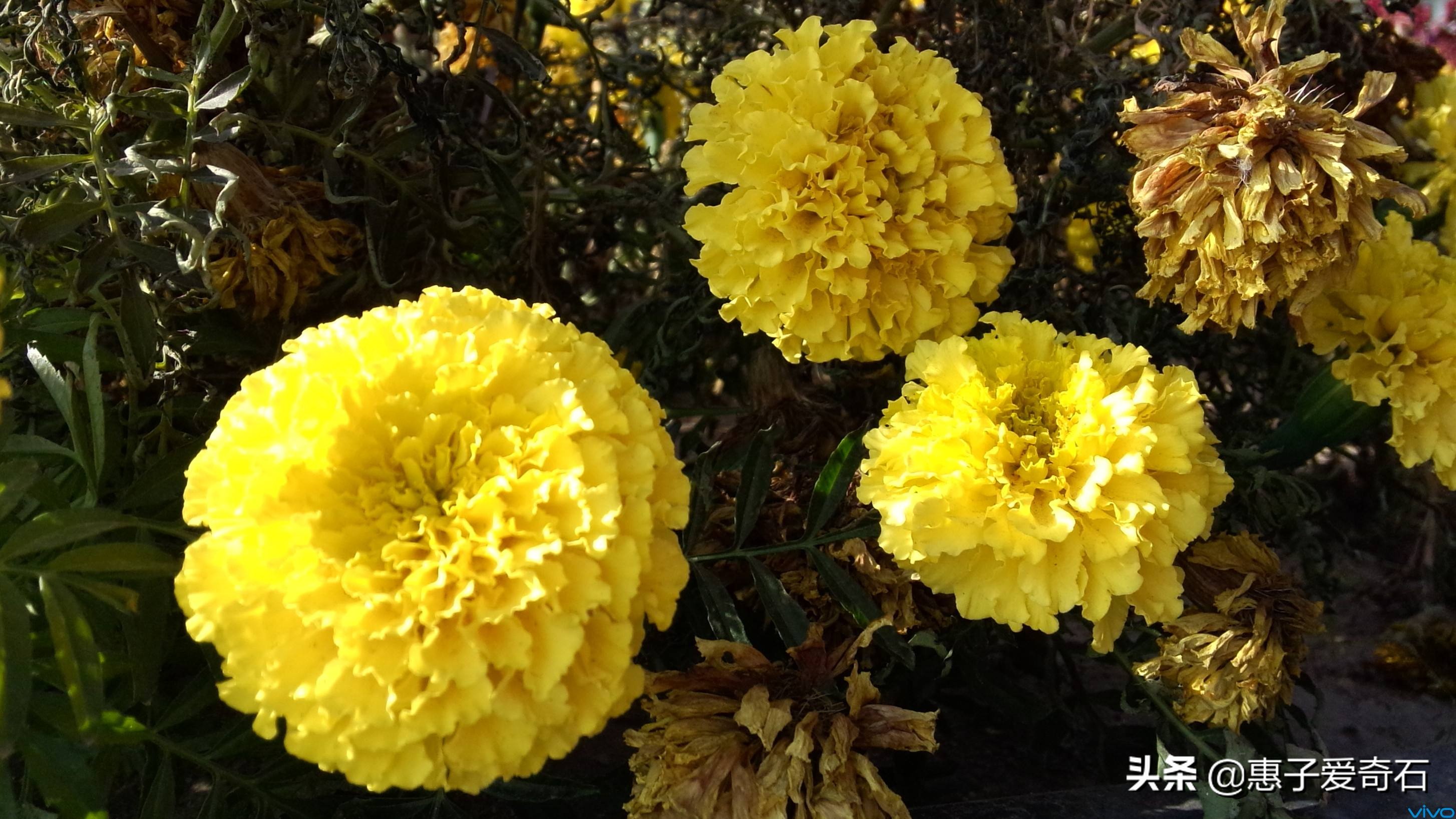 赞美花中四君子的古诗有哪些,赞美花中四君子的诗句