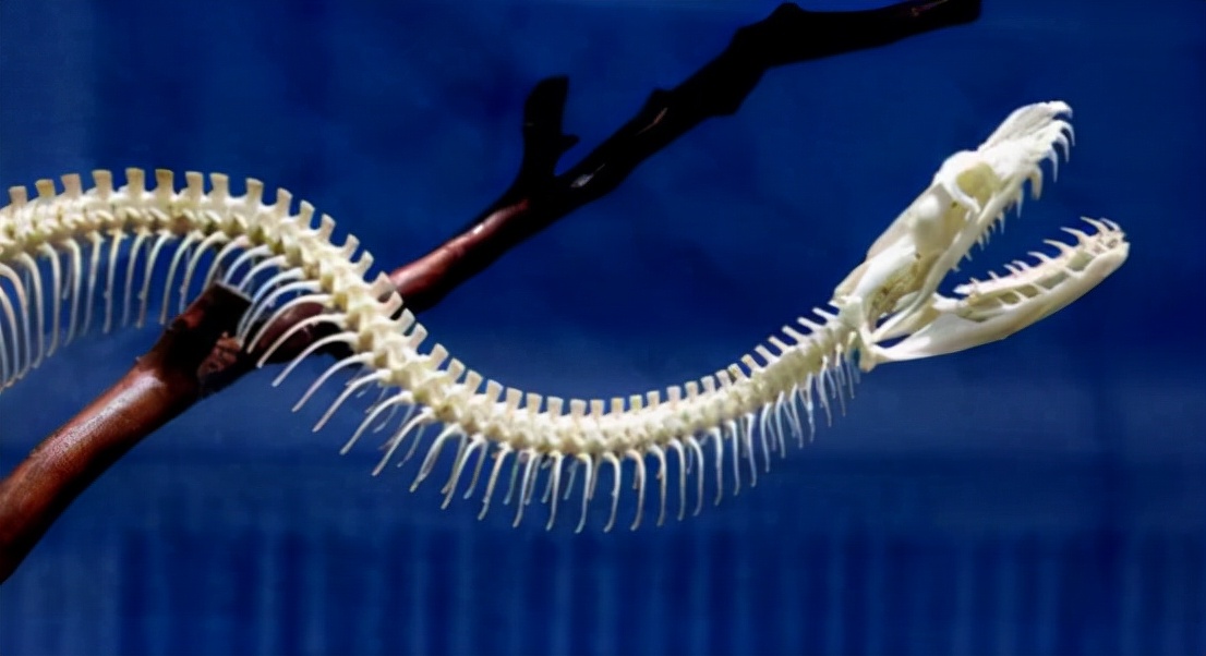 古代长江走蛟事件,长江走蛟事件真实性