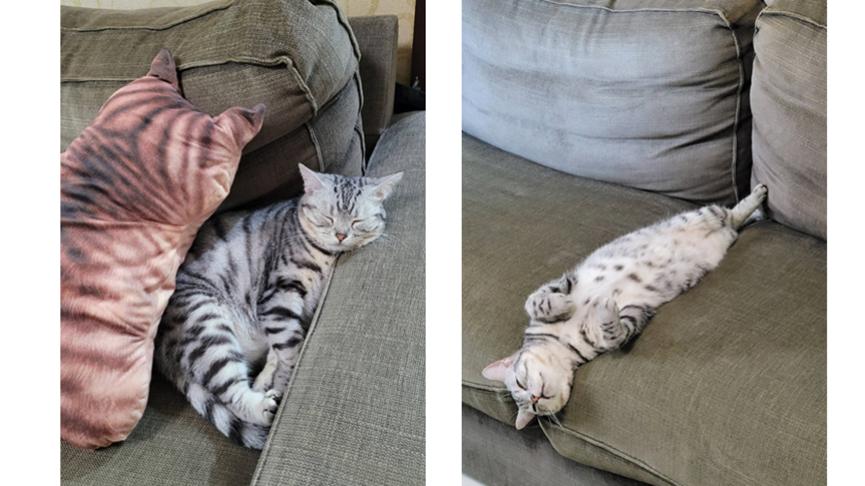 猫自己在家会不会孤独,猫自己在家会无聊吗