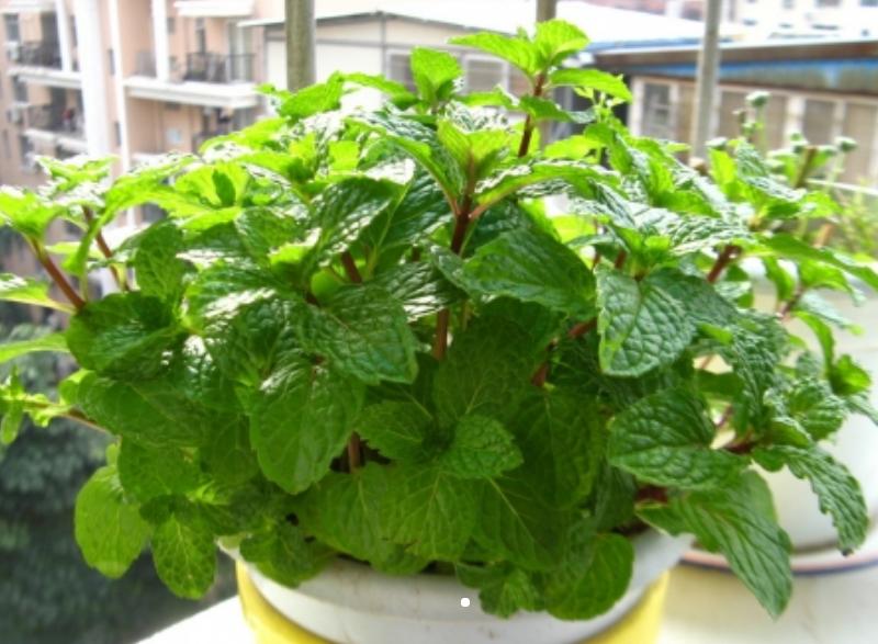 具有清热效果的药材薄荷,薄荷有清热降火的作用吗