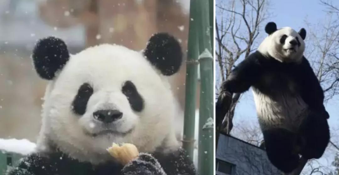 丫丫目前回国的样子,丫丫回国是好事还是坏事