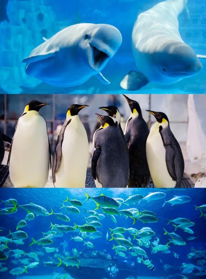 北京通州区环球影城主题公园,北京环球影城旁将添一座海洋公园