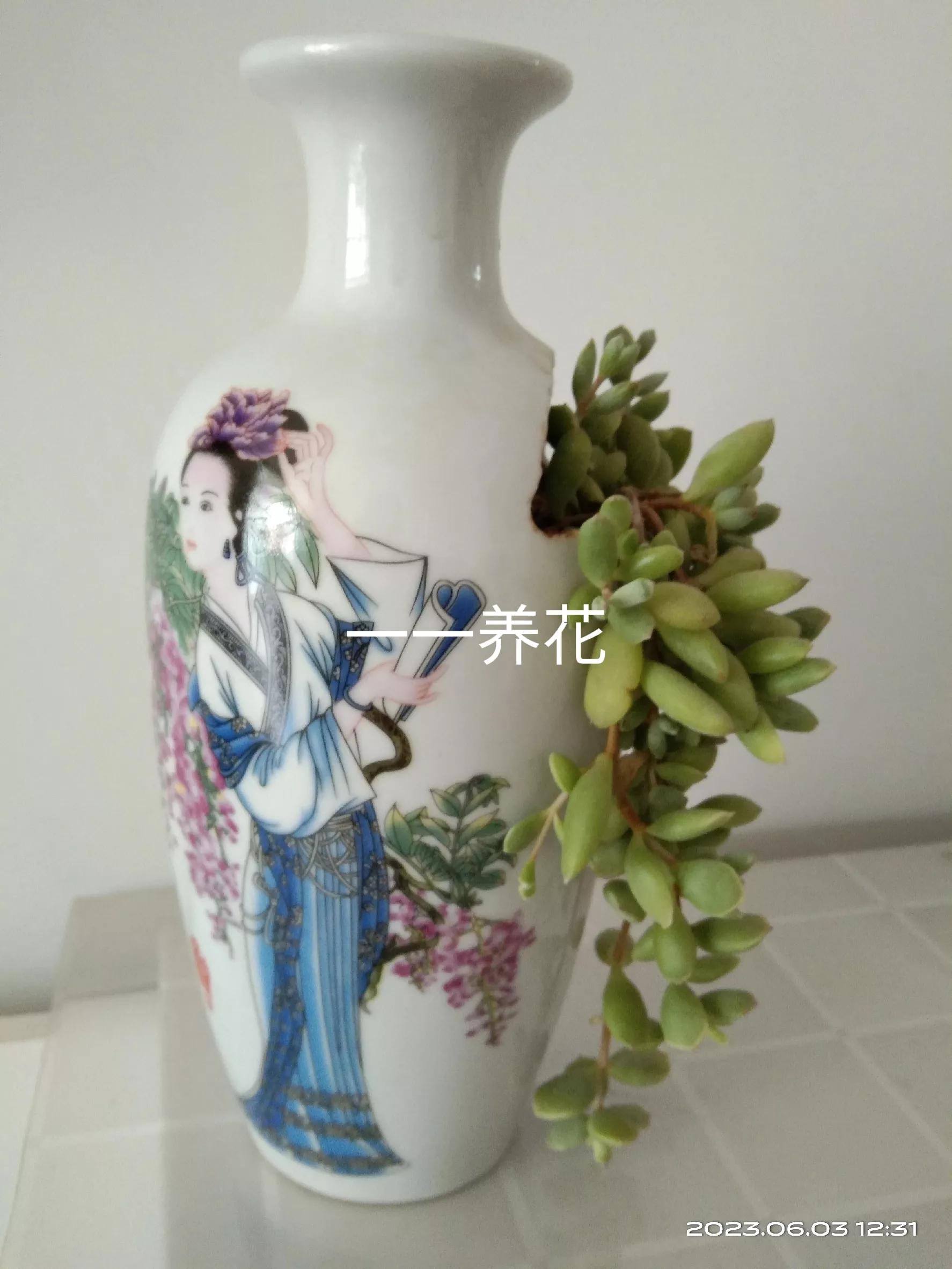用过酒瓶能养花吗,用酒瓶养花养什么花