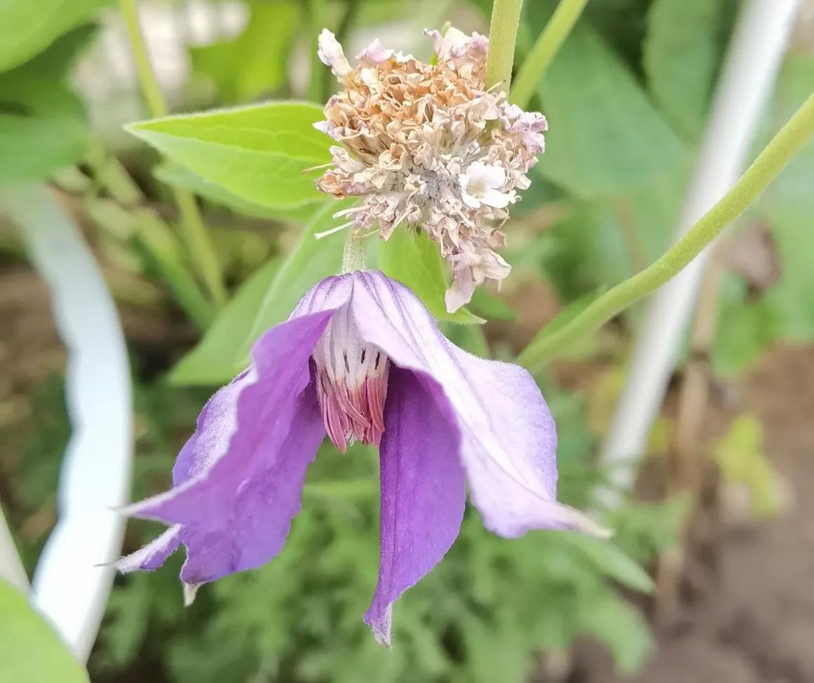 最适合庭院养的铁线莲,庭院铁线莲欣赏