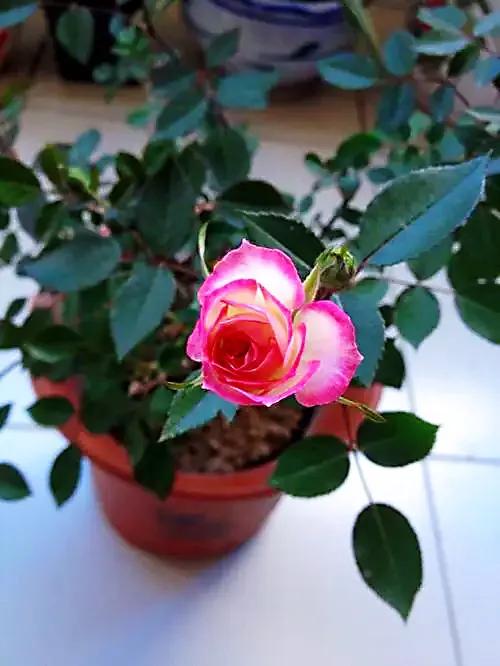 九洲湾月季公园旋转木马,旋转大木马和旋转小木马月季