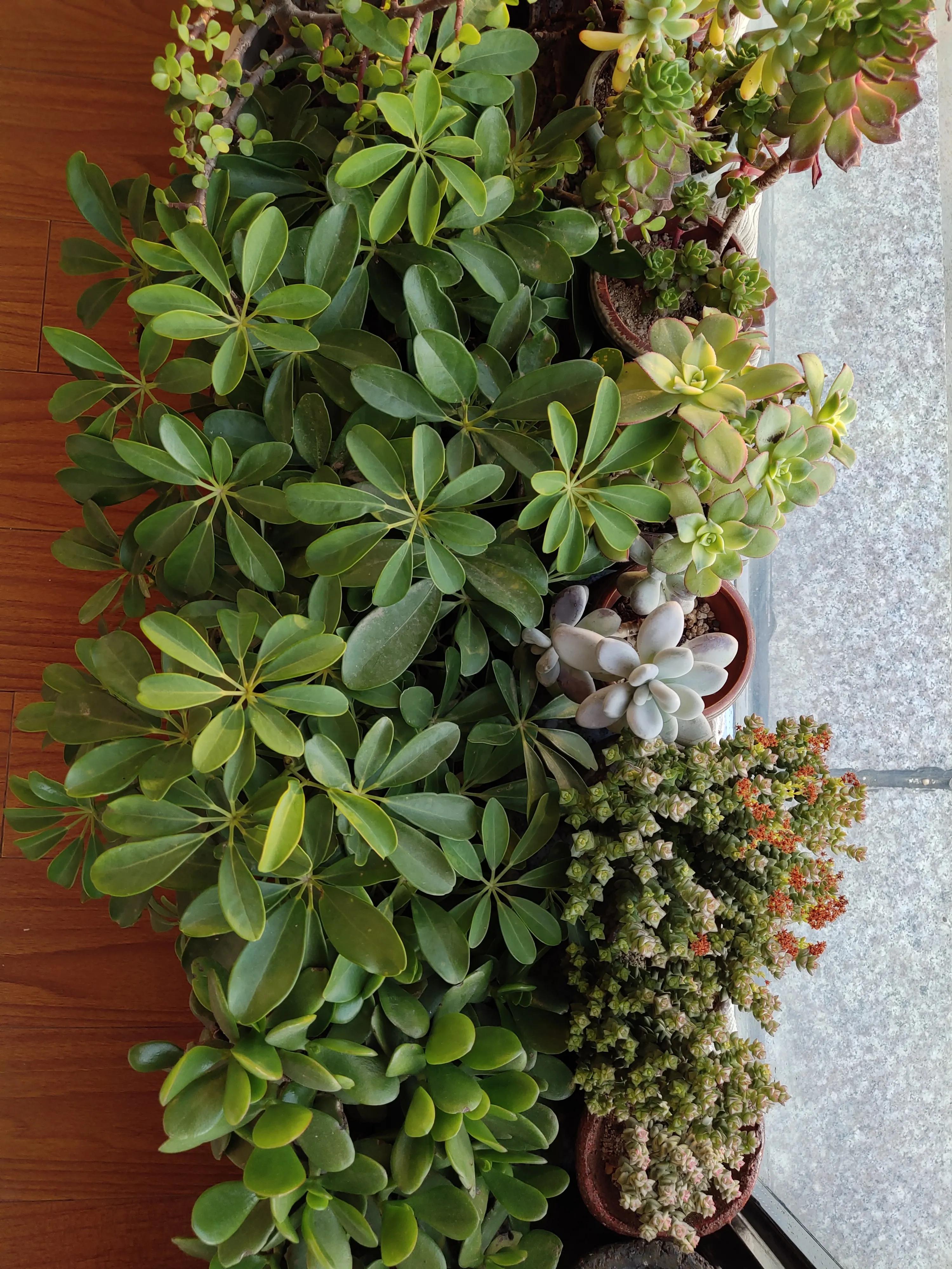 长恨此身非我有何时忘却营营解释,长恨此身非我有何时忘却营营朗读