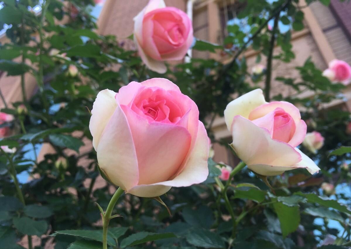 香花庭院,庭院香花