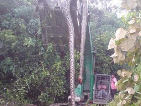 60斤巨蟒被挖掘机挖出,工地挖出24公斤巨蟒