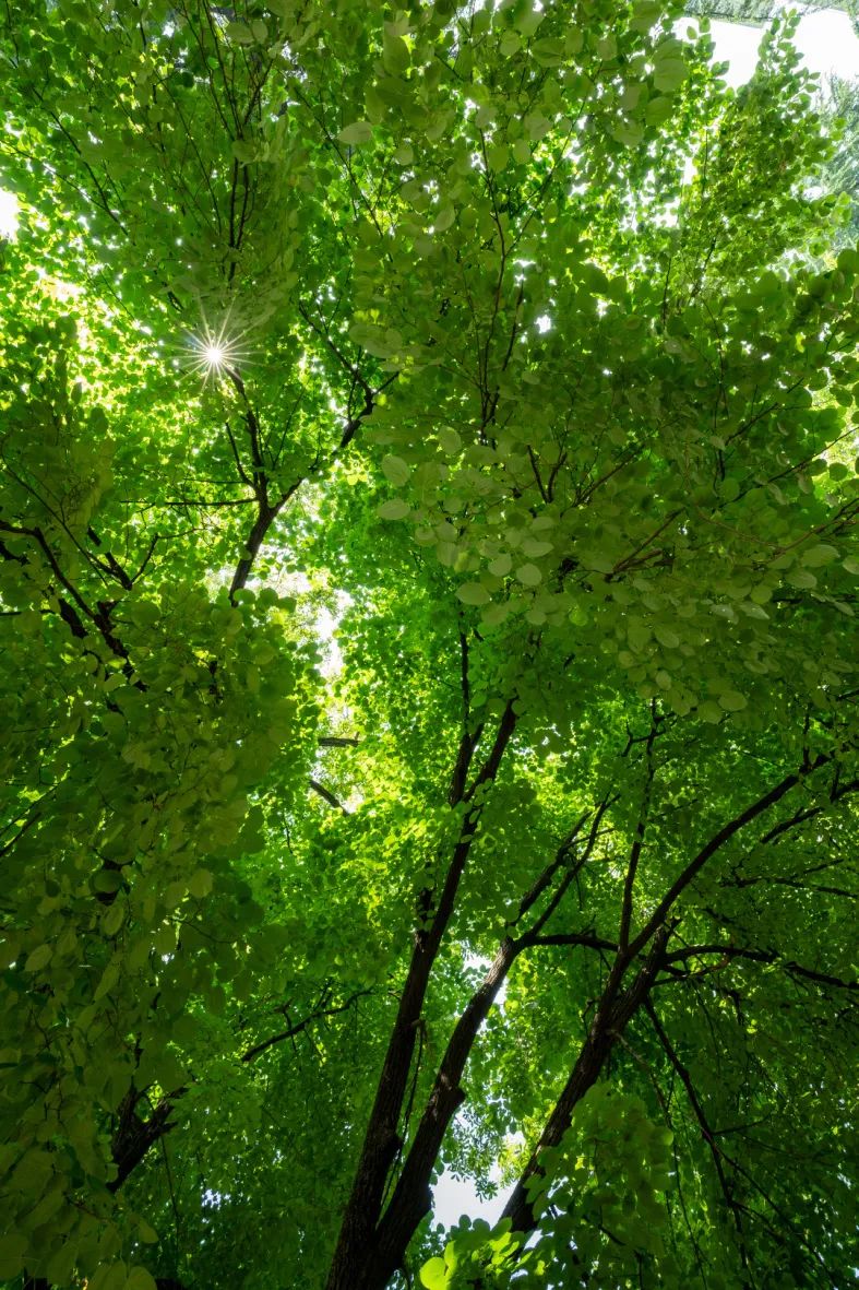 “树”说你的故事|南京椴:承载南京风情文化的乡土树种