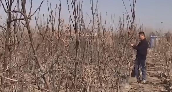 河北大叔遇天降横财，把各种水果种在花盆里，最贵一盆卖到几万元