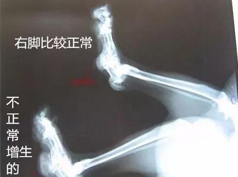 为什么不建议买成年折耳猫,折耳猫不能买吧