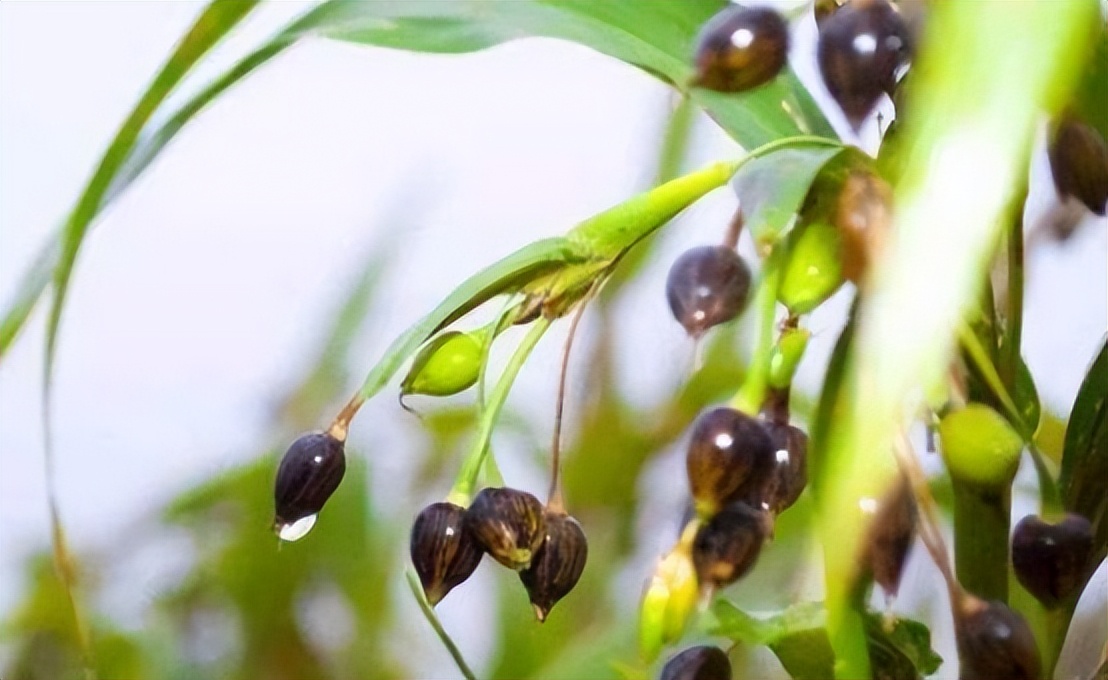 乡情散文家乡老屋,乡情散文家乡的河