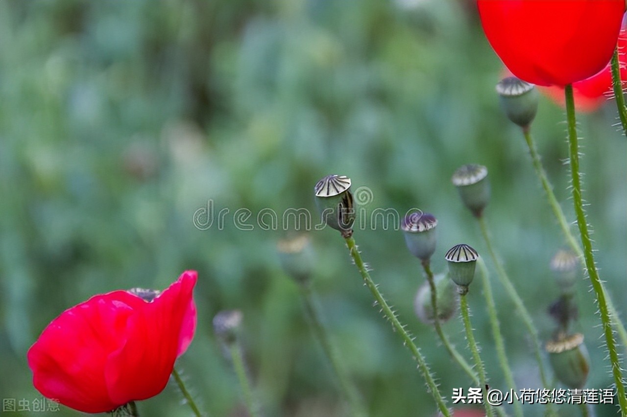 清朝十二帝康熙帝,百家讲坛清朝十二帝嘉庆上集