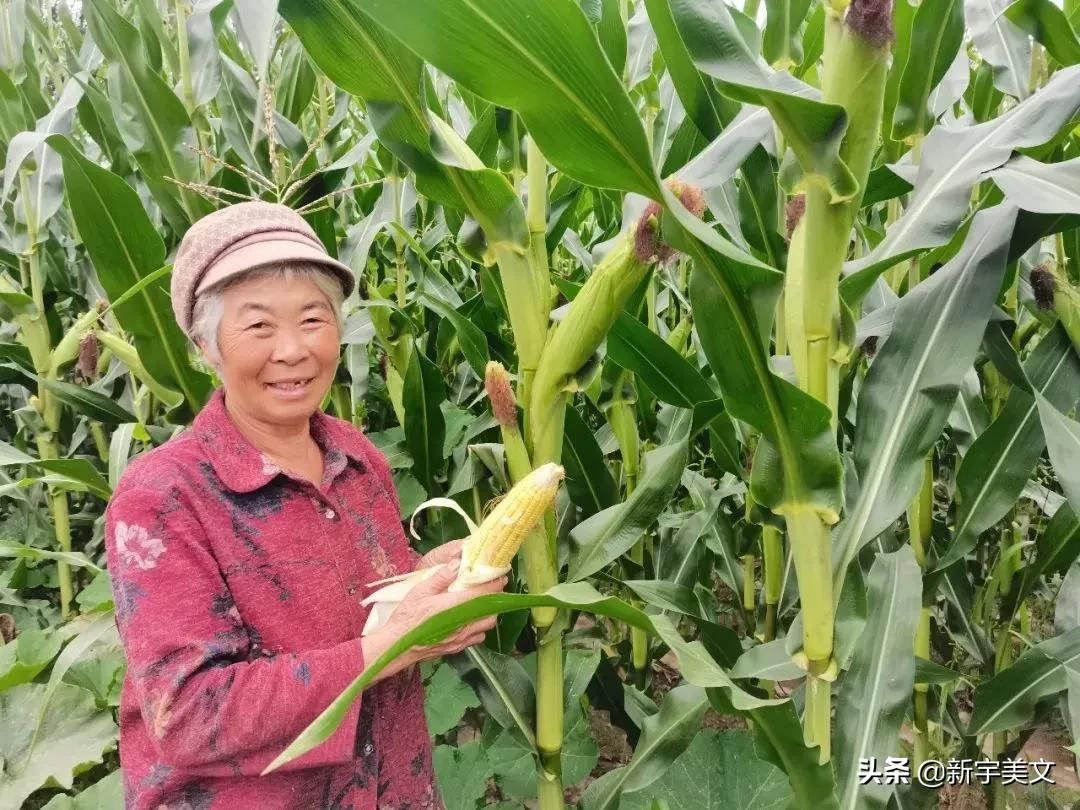 中国最优质的玉米,优质粮食玉米