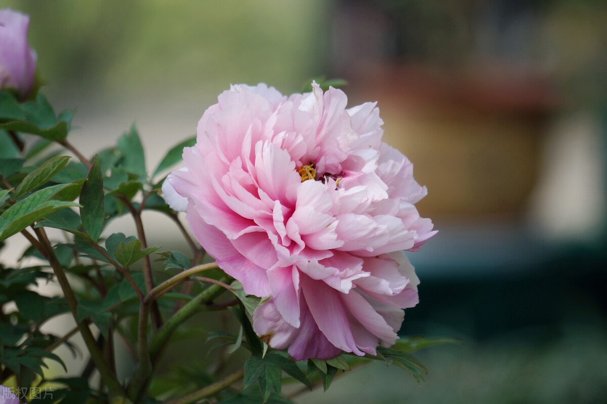 老公再爱我一次电视剧全集,老公再爱我一次