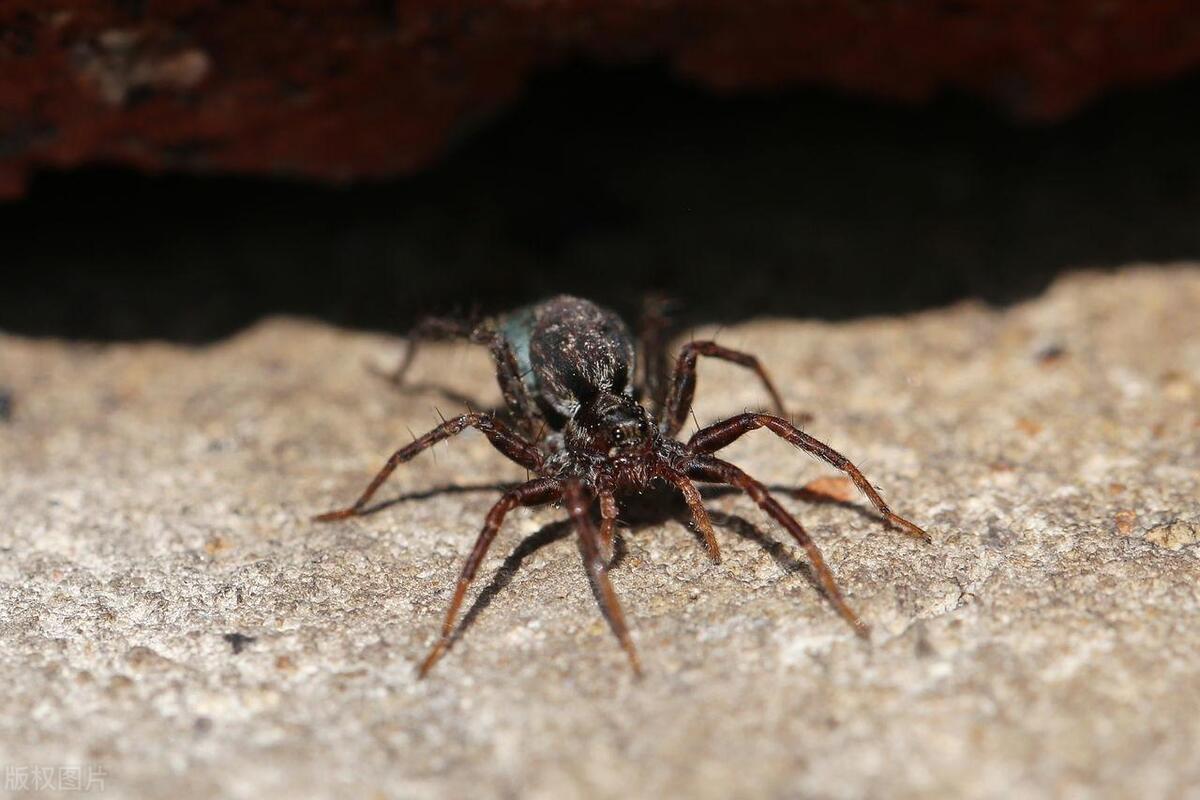 大蜘蛛进卧室有什么说法,家里为什么有大蜘蛛出现