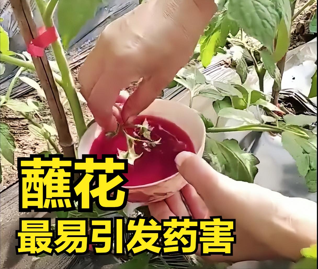 人工授粉坏处,人工授粉后的禁忌