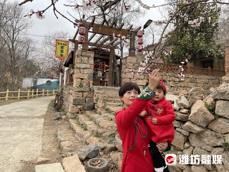 诸城茶叶发展,诸城绿茶续写潍坊农业强市新篇章