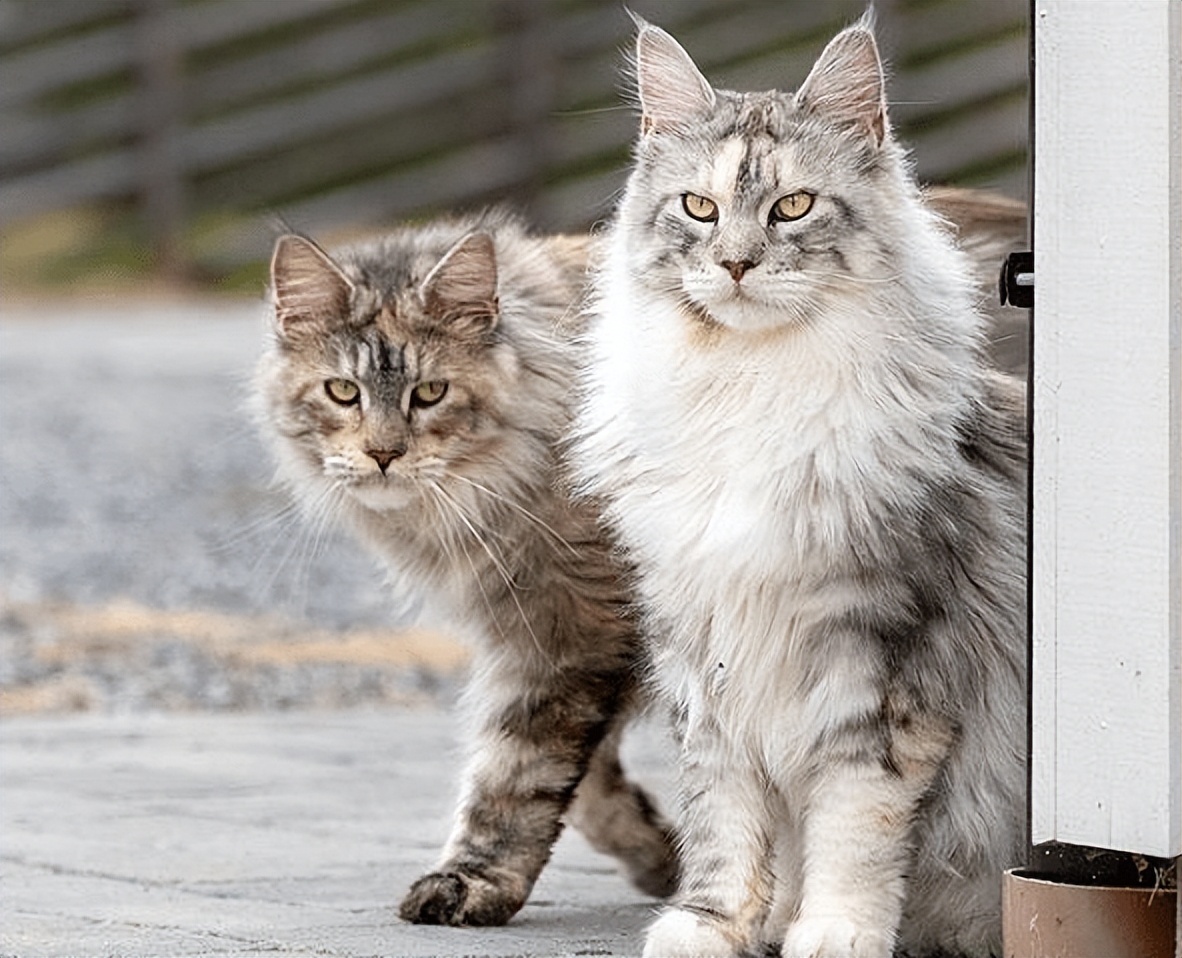 3-6个月的猫咪性格习惯养成,猫咪怎样才能让它变得听话乖巧