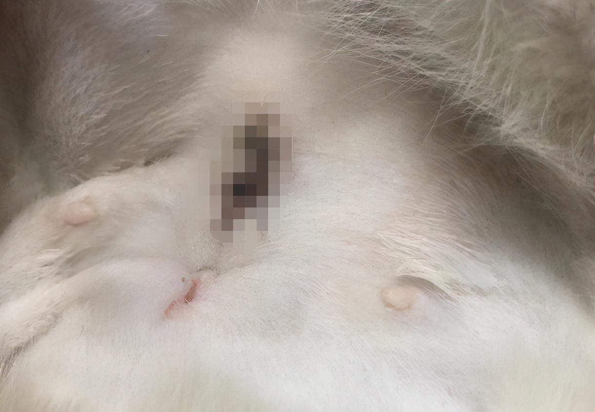 母猫绝育后尿道口有脓,母猫绝育后伤口发炎
