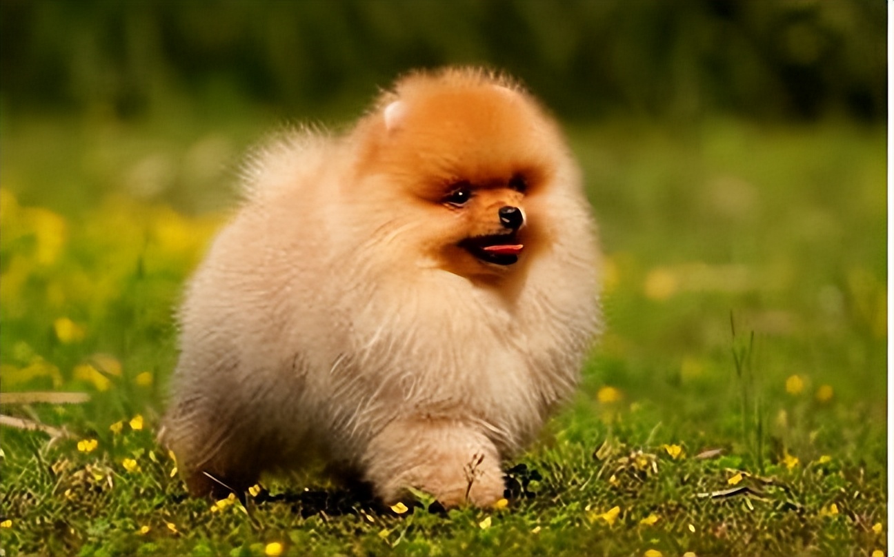 博美犬一生6大时期饲养全攻略,如何正确饲养博美犬3大注意事项