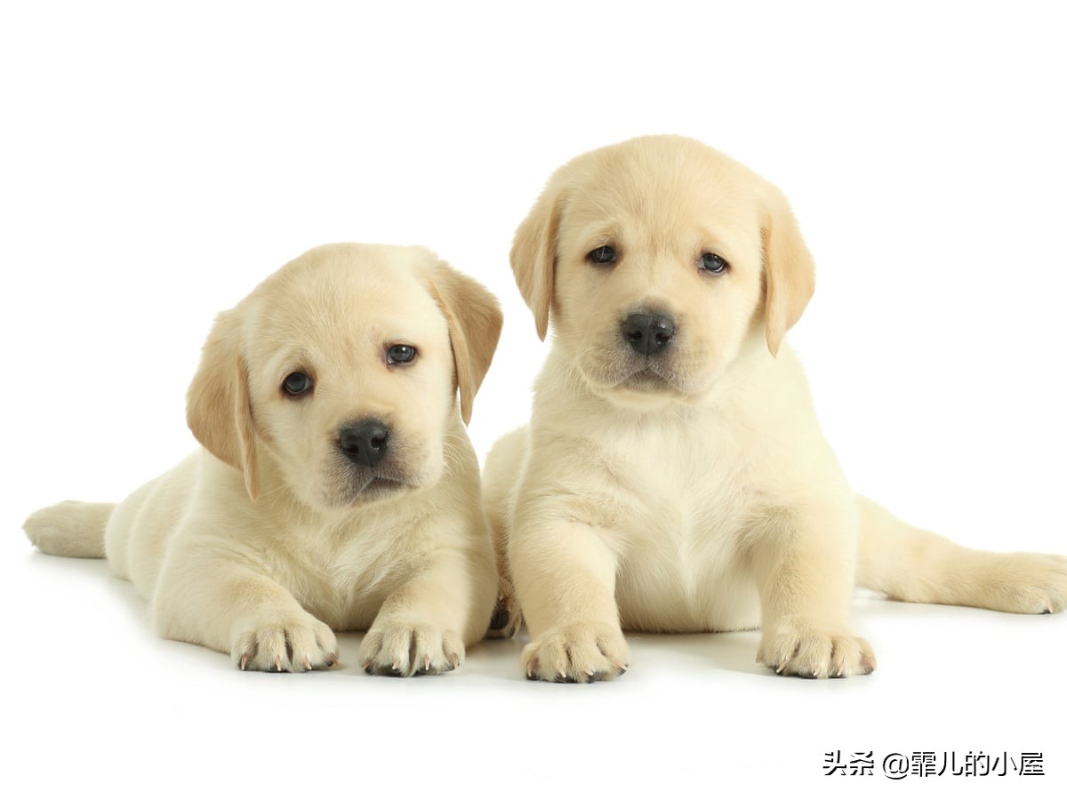 如何让你挑到称心如意的犬类宠物？一起来看看这份宝典指南吧