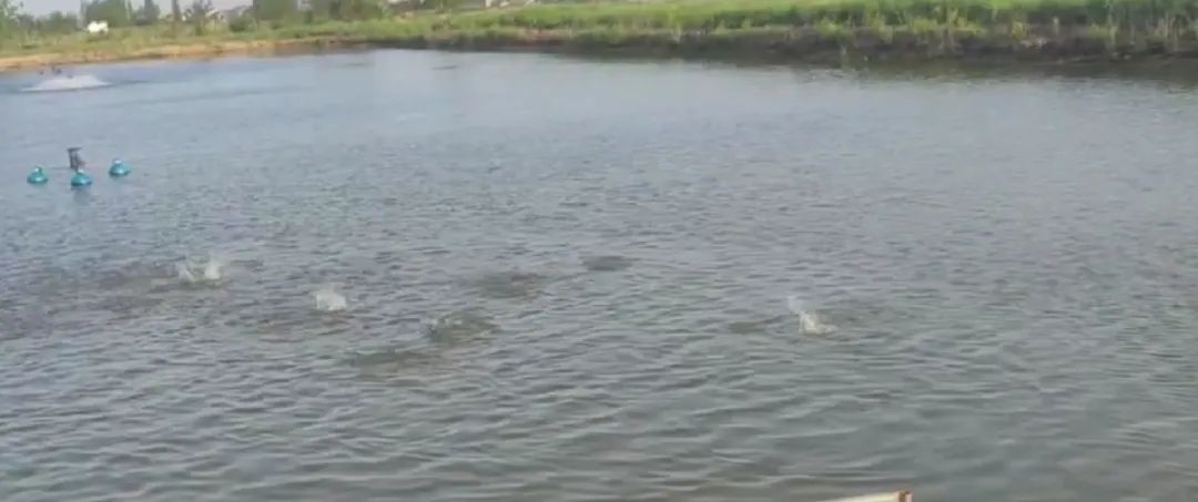 水产抗生素休药期,水产杀虫剂残留怎么处理