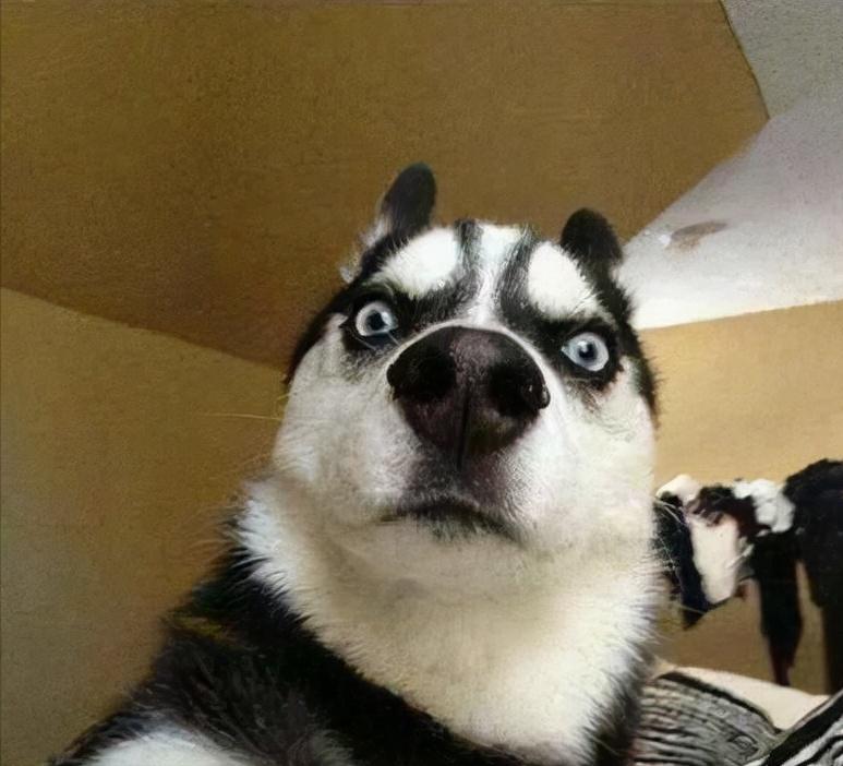 请把你的抱枕拿下去……