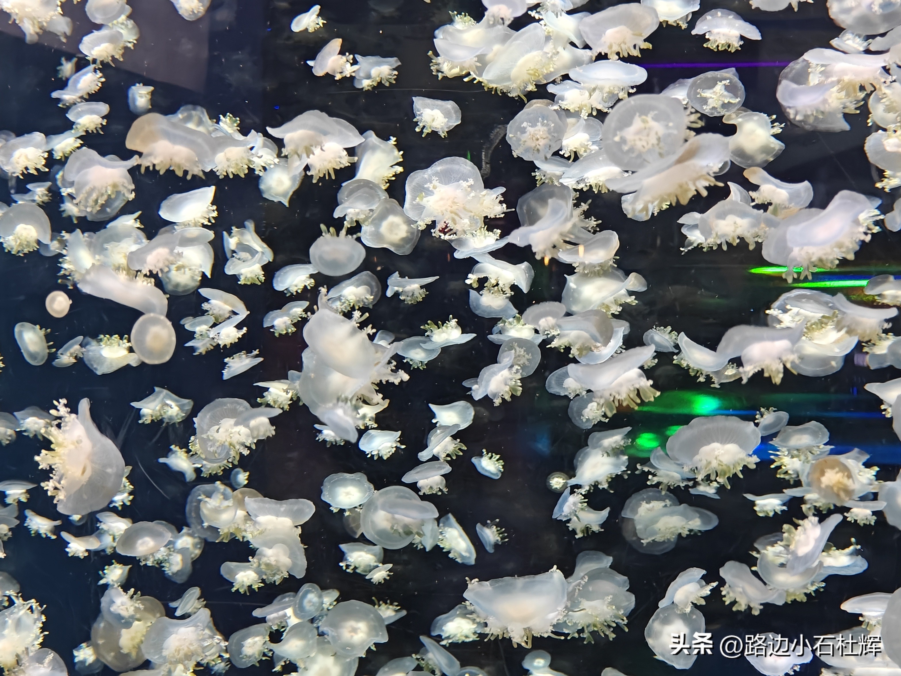 游逛人间,北京海洋馆旅游攻略