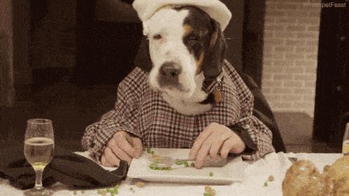 公狗切除睾丸后怎么护理,公狗绝育切下来的睾丸怎么处理