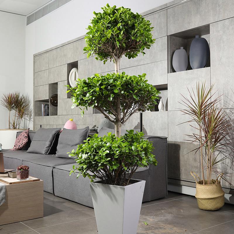 老人说，客厅见树，10家有9富，说得是真的吗？推荐9种吉祥树