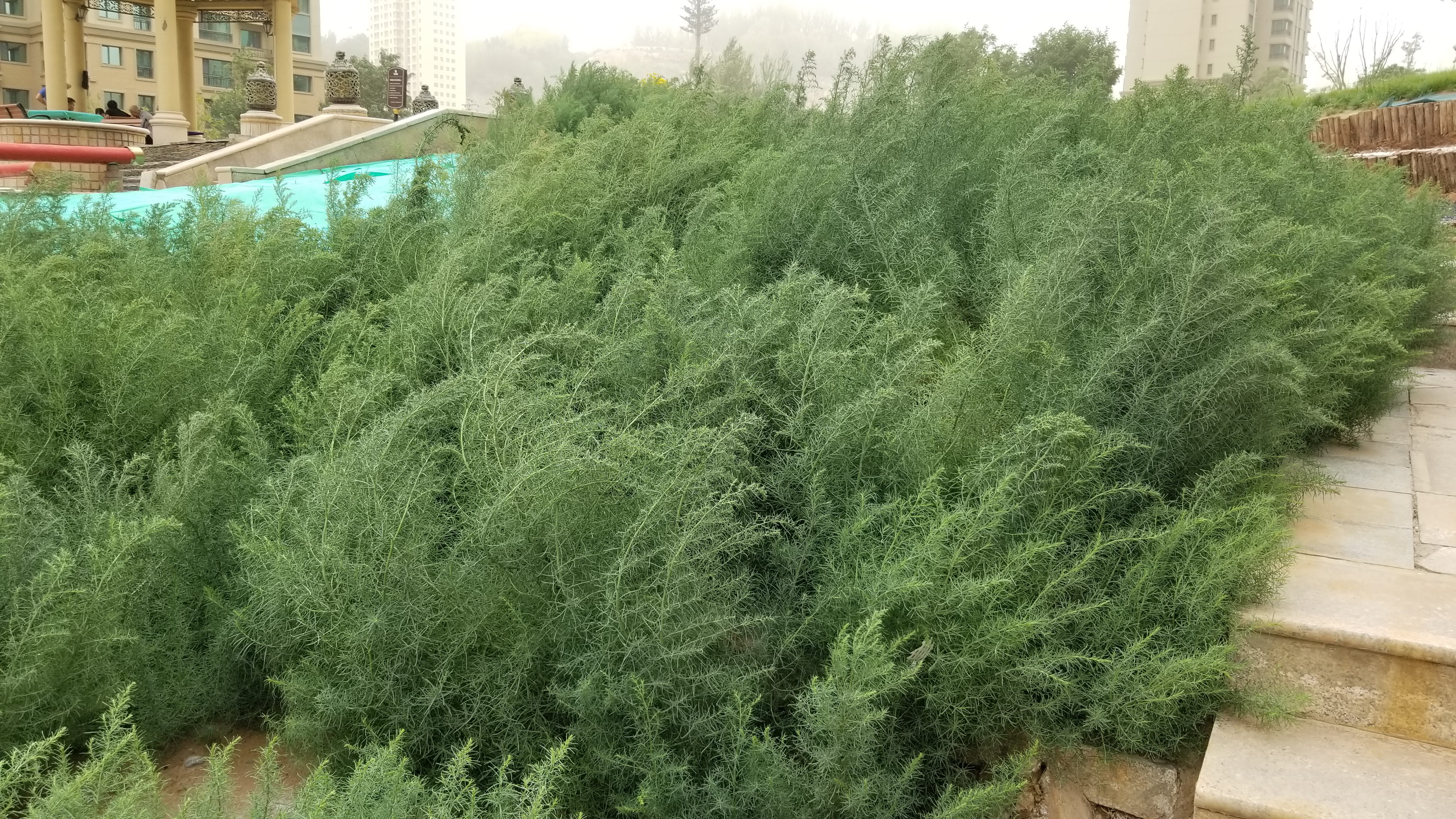 碱蓬俗称什么,植物碱蓬