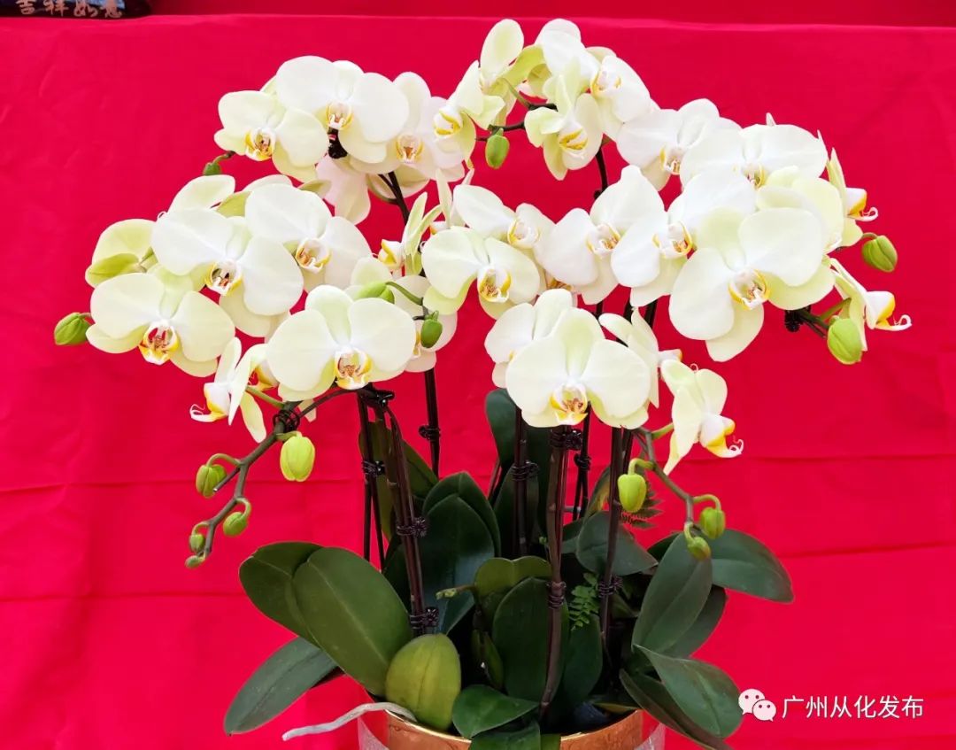 广州从化大旺兰花基地,兰花基地赏花