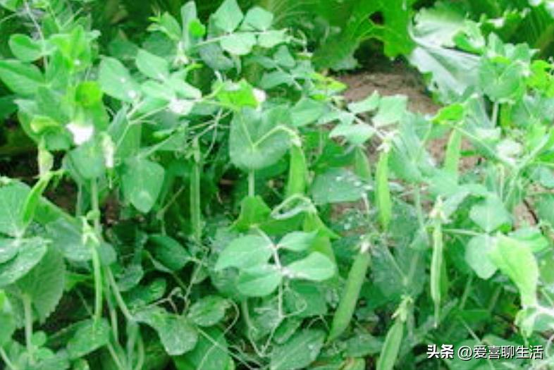 俗语：五月吃豆胜吃肉，5月该吃什么豆？这3种正大量上市，别错过