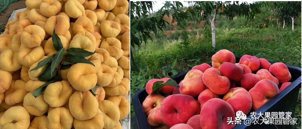 优质果树苗木品种介绍,最好的新品种苹果苗木