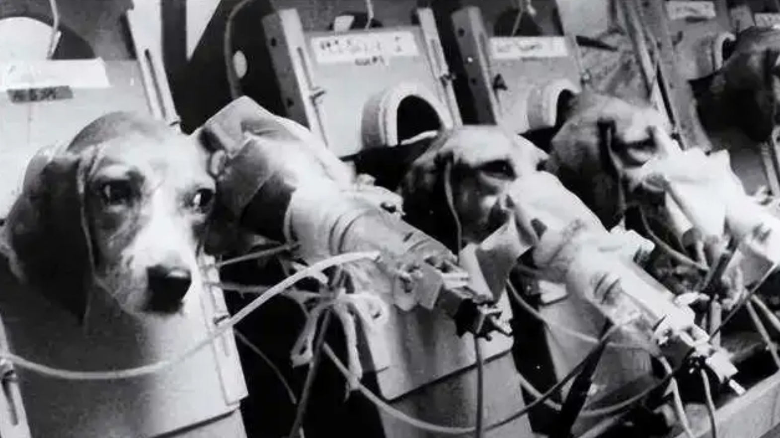 吸烟危害动物实验视频,吸烟对猫狗的危害