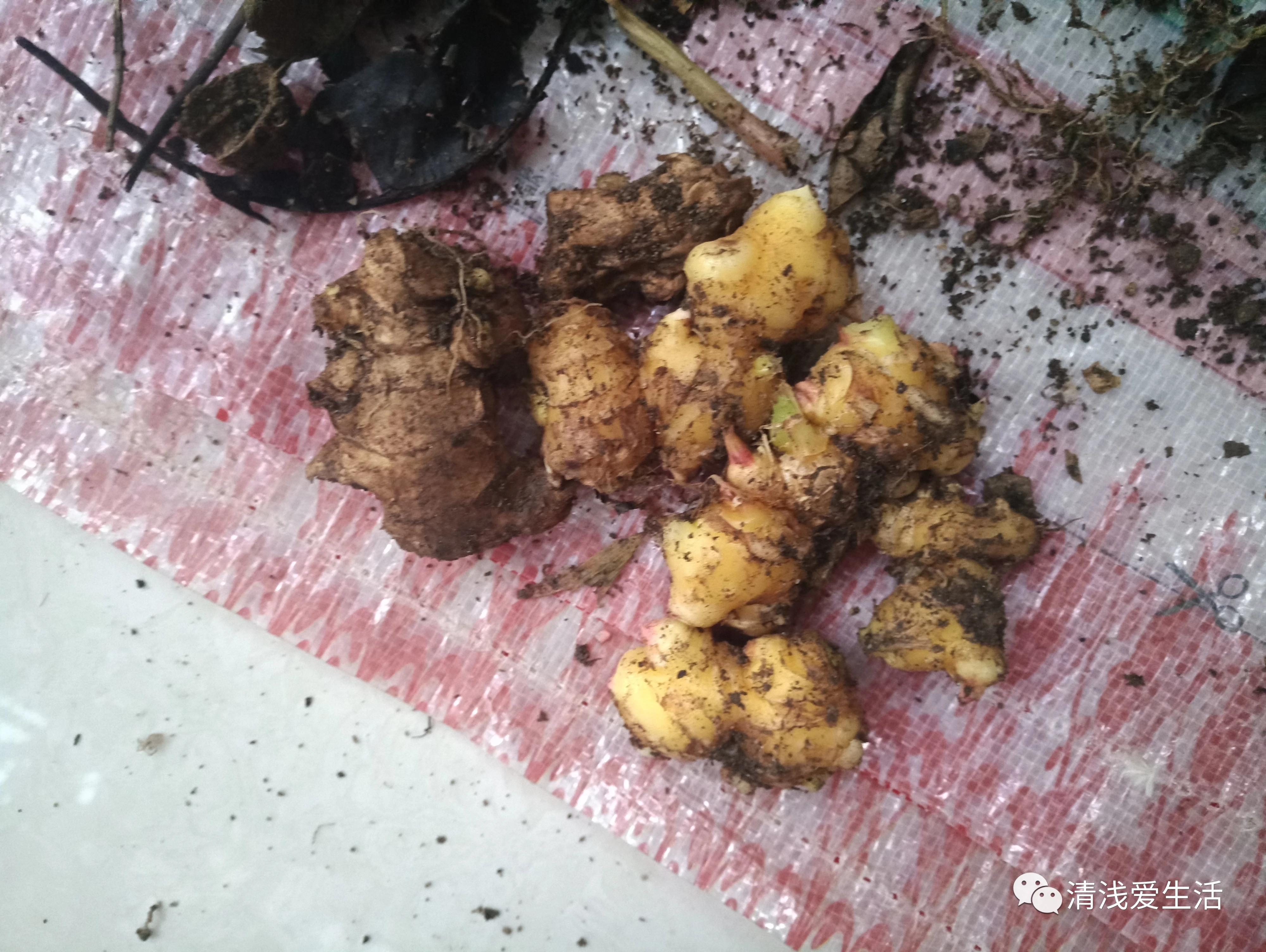 家庭阳台生姜种植方法,家庭阳台种植生姜的方法与时间