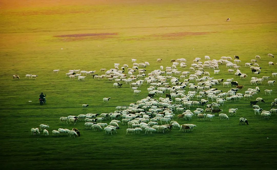 呼伦贝尔人吃羊肉,呼伦贝尔哪的牛羊肉最好