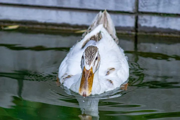 师大寻鸟记，这些小可爱，你都见过吗？